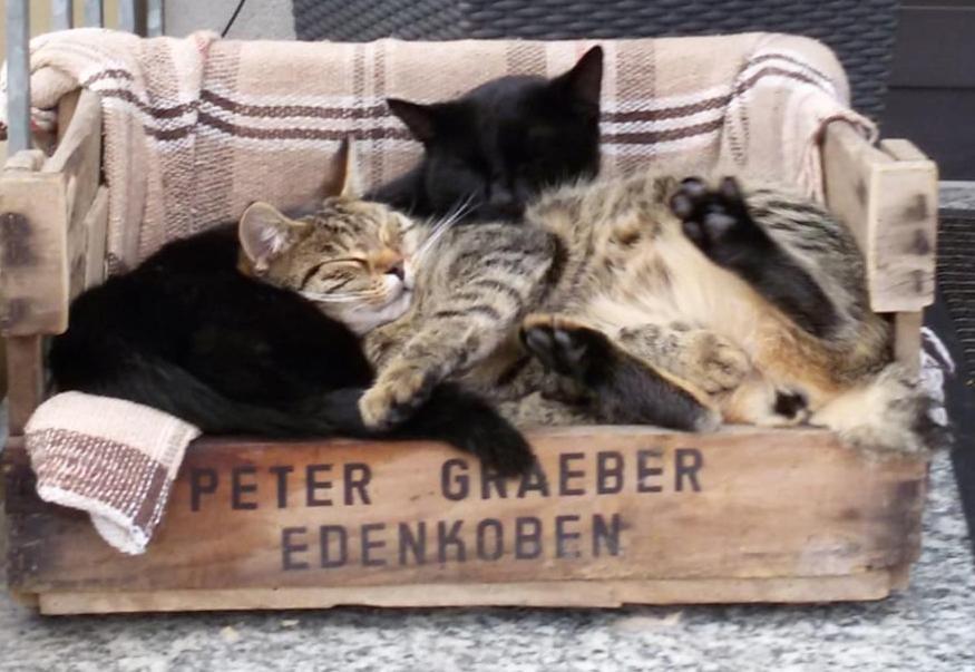 Pension "Der Sulzbachhof" Lehrberg Bagian luar foto